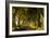 A road runs through the Dark Hedges tree tunnel at sunrise in Northern Ireland, United Kingdom-Logan Brown-Framed Photographic Print