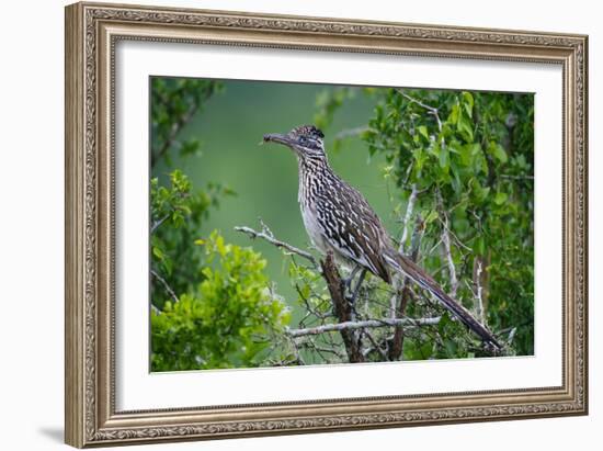 A Roadrunner In Green Spring Habitat On A South Texas Ranch-Jay Goodrich-Framed Photographic Print