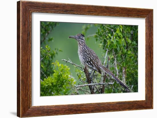 A Roadrunner In Green Spring Habitat On A South Texas Ranch-Jay Goodrich-Framed Photographic Print