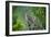 A Roadrunner In Green Spring Habitat On A South Texas Ranch-Jay Goodrich-Framed Photographic Print