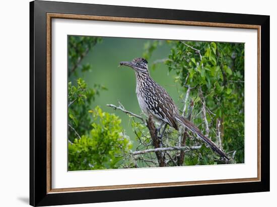 A Roadrunner In Green Spring Habitat On A South Texas Ranch-Jay Goodrich-Framed Photographic Print