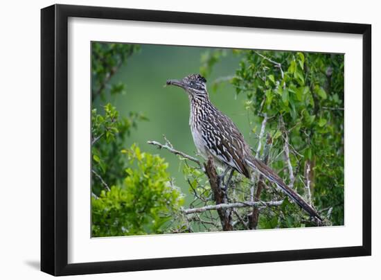 A Roadrunner In Green Spring Habitat On A South Texas Ranch-Jay Goodrich-Framed Photographic Print