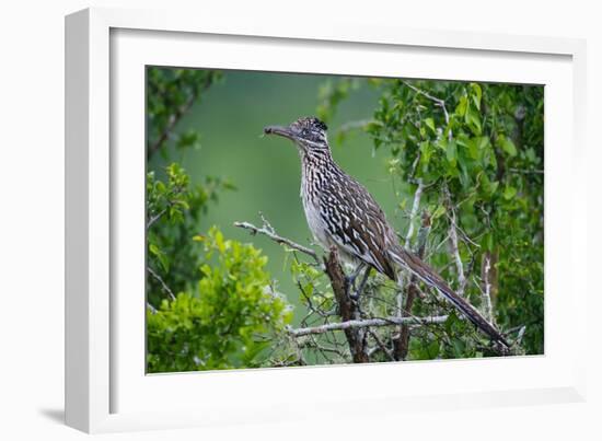 A Roadrunner In Green Spring Habitat On A South Texas Ranch-Jay Goodrich-Framed Photographic Print