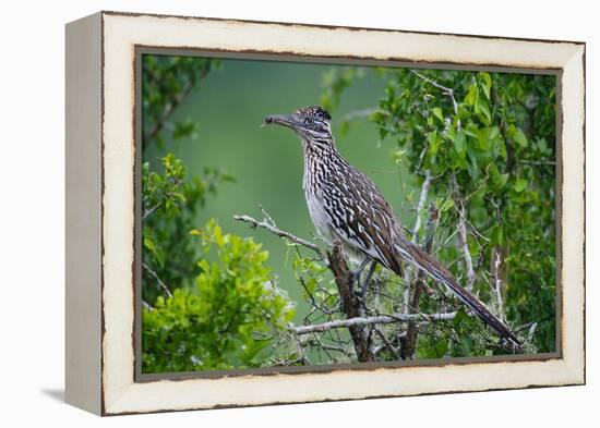 A Roadrunner In Green Spring Habitat On A South Texas Ranch-Jay Goodrich-Framed Premier Image Canvas