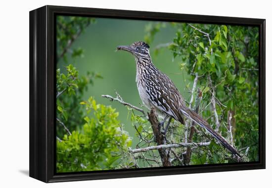 A Roadrunner In Green Spring Habitat On A South Texas Ranch-Jay Goodrich-Framed Premier Image Canvas