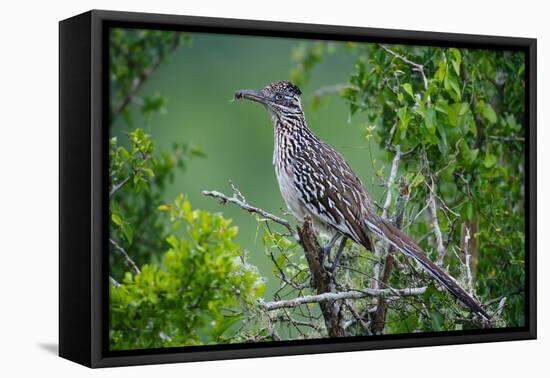 A Roadrunner In Green Spring Habitat On A South Texas Ranch-Jay Goodrich-Framed Premier Image Canvas