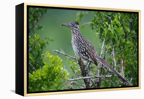 A Roadrunner In Green Spring Habitat On A South Texas Ranch-Jay Goodrich-Framed Premier Image Canvas