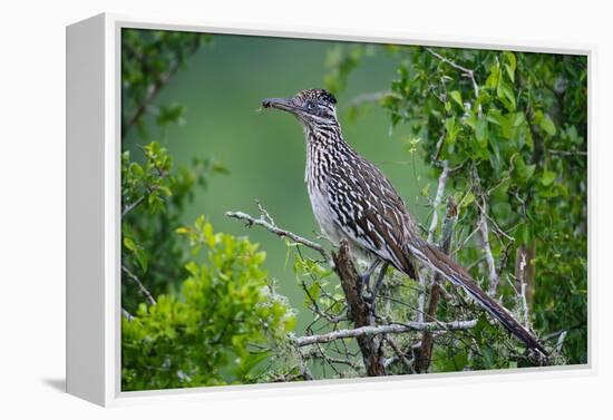 A Roadrunner In Green Spring Habitat On A South Texas Ranch-Jay Goodrich-Framed Premier Image Canvas