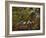 A Robin at the Foot of a Tree-Olaf August Hermansen-Framed Giclee Print