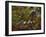A Robin at the Foot of a Tree-Olaf August Hermansen-Framed Giclee Print