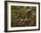 A Robin at the Foot of a Tree-Olaf August Hermansen-Framed Giclee Print