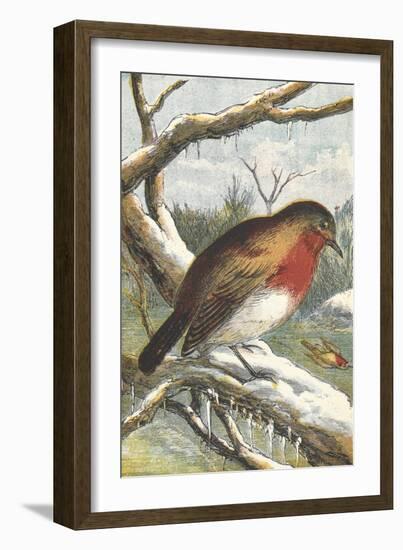 A Robin in Winter On a Snowy Branch-null-Framed Giclee Print