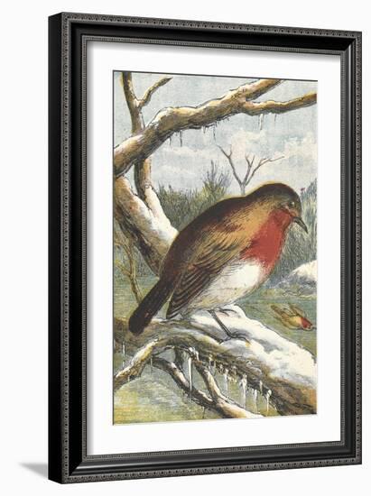 A Robin in Winter On a Snowy Branch-null-Framed Giclee Print