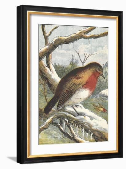 A Robin in Winter On a Snowy Branch-null-Framed Giclee Print