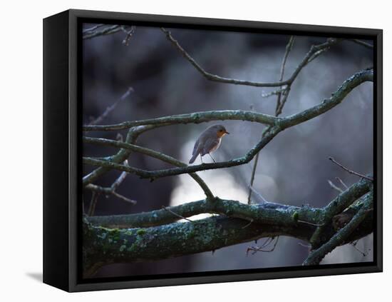 A Robin on a Tree Branch at Sunrise in Winter-Alex Saberi-Framed Premier Image Canvas