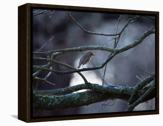 A Robin on a Tree Branch at Sunrise in Winter-Alex Saberi-Framed Premier Image Canvas