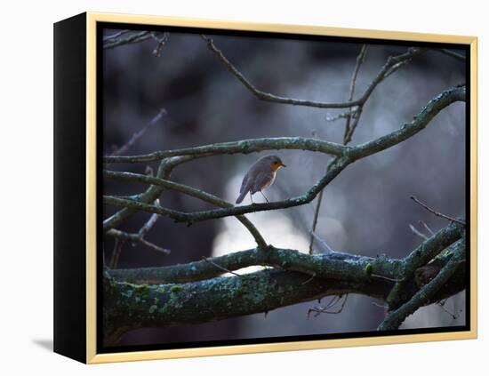 A Robin on a Tree Branch at Sunrise in Winter-Alex Saberi-Framed Premier Image Canvas