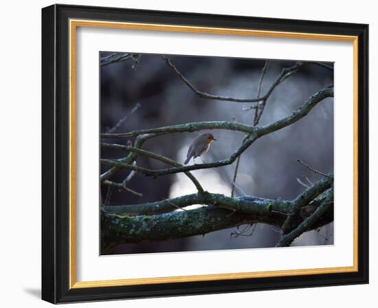 A Robin on a Tree Branch at Sunrise in Winter-Alex Saberi-Framed Photographic Print