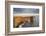 A rock arch on Dyrholaey Island seen in sunset sunlight, near Vik, south coast of Iceland-Nigel Hicks-Framed Photographic Print