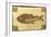 A Roman Mosaic Panel Depicting a Fish-null-Framed Giclee Print