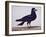 A Rook-Charles Collins-Framed Giclee Print