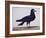 A Rook-Charles Collins-Framed Giclee Print