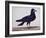 A Rook-Charles Collins-Framed Giclee Print