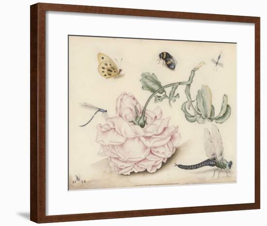 A Rose and Five Insects (1618)-Christoffel van den Berghe-Framed Art Print