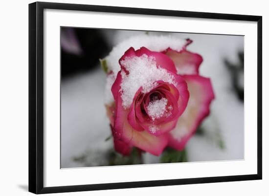 Photo, , large