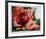 A Rose Is-Jenik Cook-Framed Collectable Print