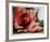 A Rose Is-Jenik Cook-Framed Collectable Print