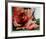 A Rose Is-Jenik Cook-Framed Collectable Print