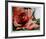 A Rose Is-Jenik Cook-Framed Collectable Print