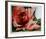 A Rose Is-Jenik Cook-Framed Collectable Print