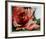 A Rose Is-Jenik Cook-Framed Collectable Print