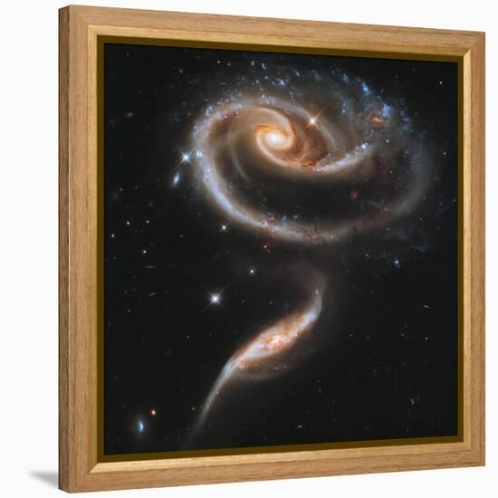 A "Rose" Made of Galaxies Highlights Hubble's 21st Anniversary-null-Framed Premier Image Canvas