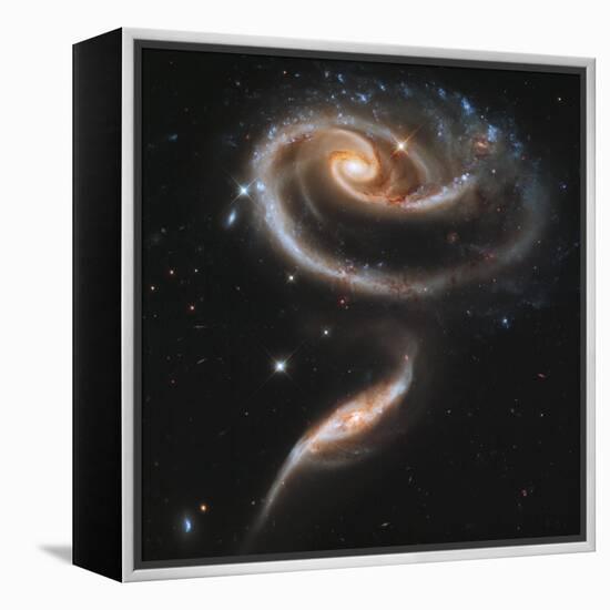 A "Rose" Made of Galaxies Highlights Hubble's 21st Anniversary-null-Framed Premier Image Canvas