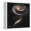 A "Rose" Made of Galaxies Highlights Hubble's 21st Anniversary-null-Framed Premier Image Canvas