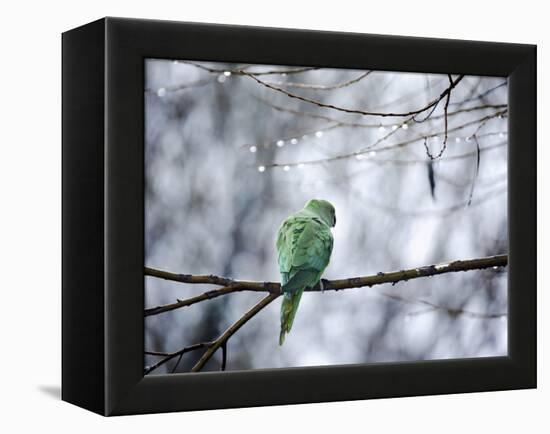 A Rose-Ringed Parakeet, Psittacula Krameri, on a Branch in Winter-Alex Saberi-Framed Premier Image Canvas