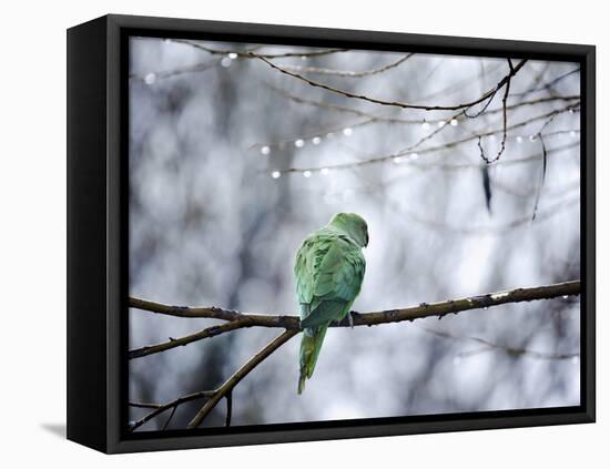 A Rose-Ringed Parakeet, Psittacula Krameri, on a Branch in Winter-Alex Saberi-Framed Premier Image Canvas