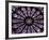 A Rose Window in Notre Dame Cathedral, Paris, France-William Sutton-Framed Photographic Print