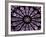 A Rose Window in Notre Dame Cathedral, Paris, France-William Sutton-Framed Photographic Print