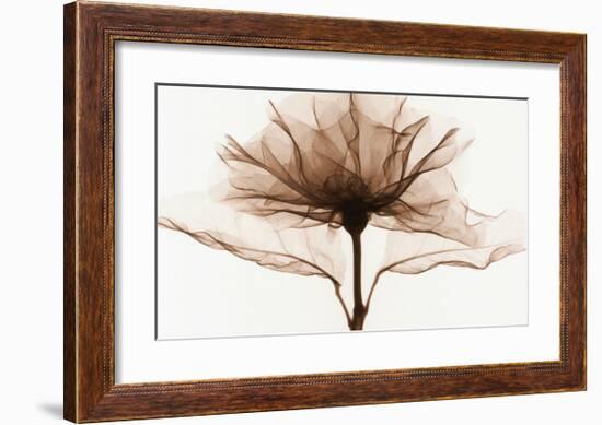 A Rose-Steven N^ Meyers-Framed Art Print