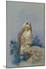 A Rough Legged Buzzard, 1917-Archibald Thorburn-Mounted Giclee Print