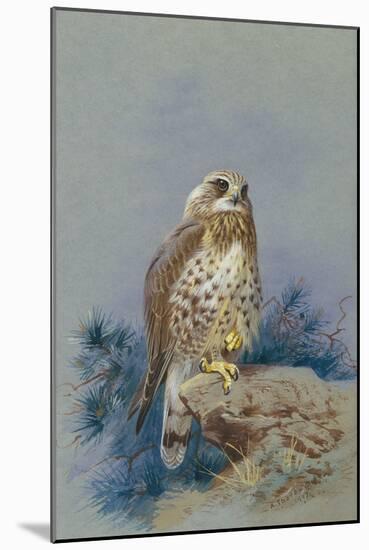 A Rough Legged Buzzard, 1917-Archibald Thorburn-Mounted Giclee Print