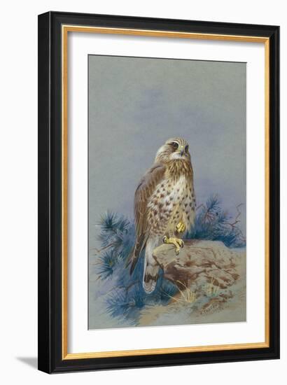 A Rough Legged Buzzard, 1917-Archibald Thorburn-Framed Giclee Print