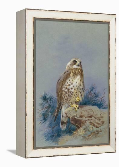 A Rough Legged Buzzard, 1917-Archibald Thorburn-Framed Premier Image Canvas