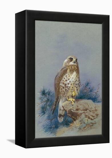 A Rough Legged Buzzard, 1917-Archibald Thorburn-Framed Premier Image Canvas