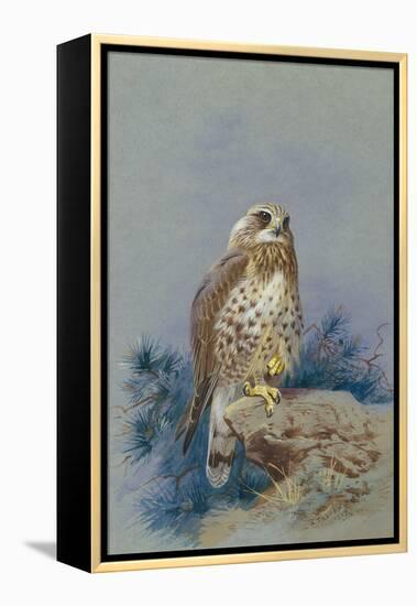 A Rough Legged Buzzard, 1917-Archibald Thorburn-Framed Premier Image Canvas