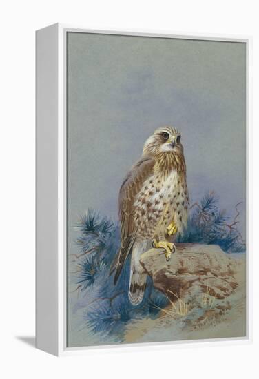 A Rough Legged Buzzard, 1917-Archibald Thorburn-Framed Premier Image Canvas